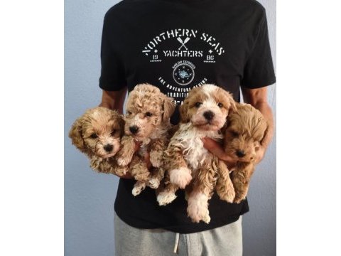 Maltipoo kalite yavrular ırk sağlık garantili