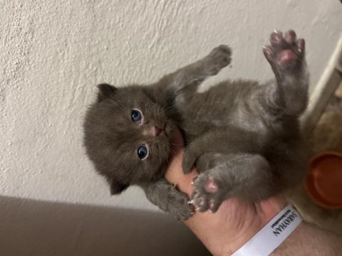 Çikolata & çikolata bicolor british shorthair