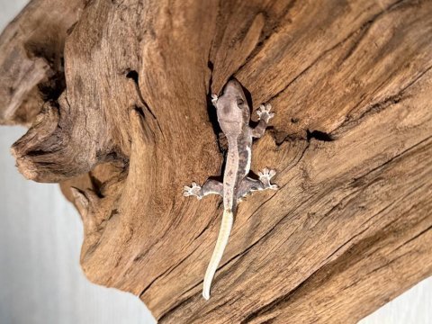 Yavru crested geckolar