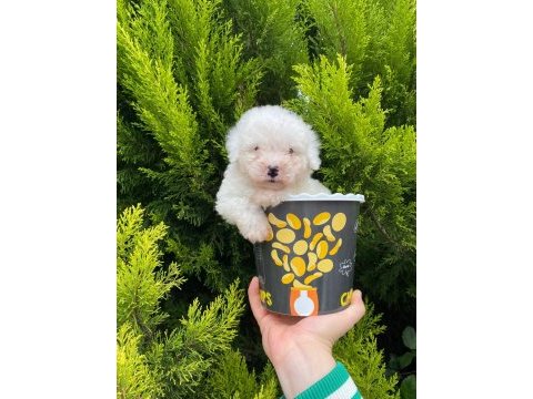 Malti̇poo bebekleri̇mi̇z