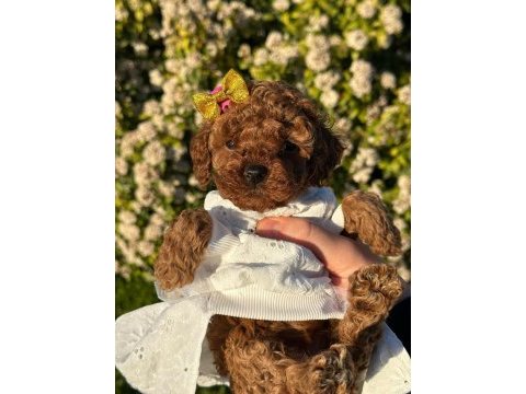 En küçük boy toy poodle yavrularım