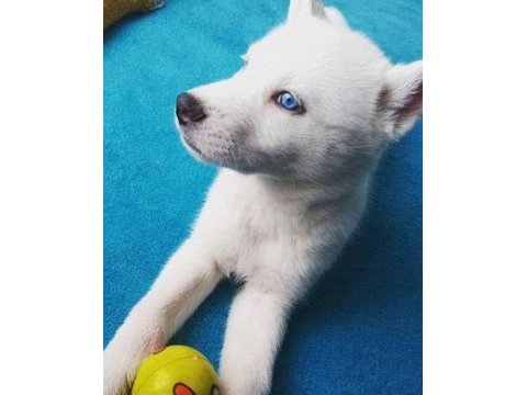 Safkan orjinal beyaz husky sibirya kurdu mavi gözlü