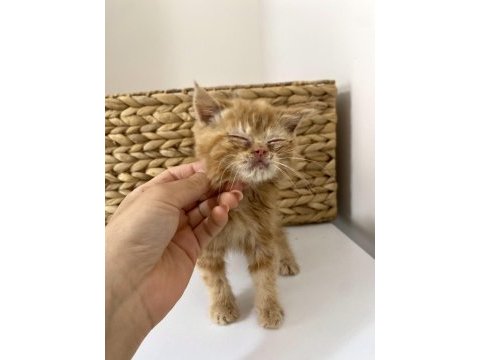 Şecereli exotic shorthair bebekler