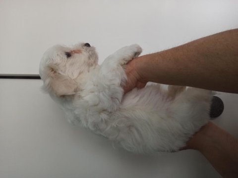 Saf maltese terrier yavruları