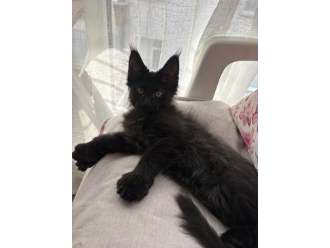 Son kalan 7 parmak erkek maine coon