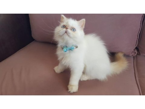 En yakışıklı iran kedisi benim