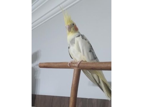 Sultan papağanı 1,5 yaşında