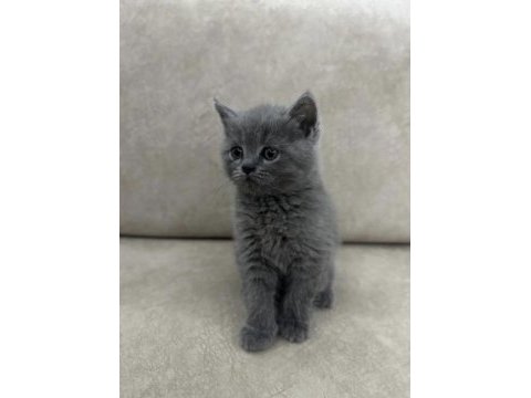3 aylık british shorthair karma aşıları tamamlanmıştır