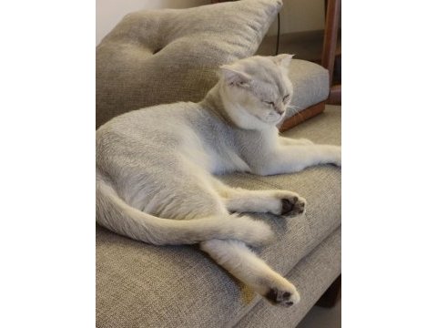 Acil scottish fold oğlum paşaya dişi aranıyor
