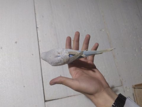 Yavru erkek ele alıştırmalık konuşturmalık muhabbet kuşu