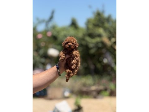 En küçük boy teacup poodle bebekler 