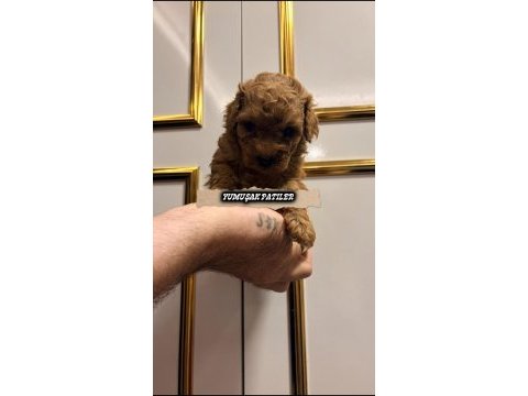 Red brown poodle