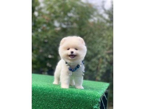 Pomeranian