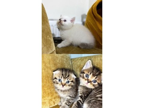 Sahiplendirme british shorthair kedimiz