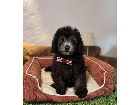 Silver toy poodle bebeklerim