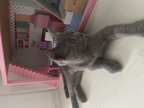Yavru 4 aylık british shorthair ücretsiz