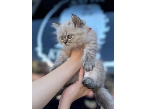 Masmavi pamuk gibi blue point british longhair