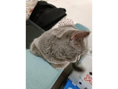 British shorthair kızım miya için aile arıyorum