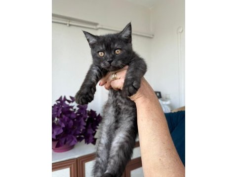 3 aylık erkek british shorthair