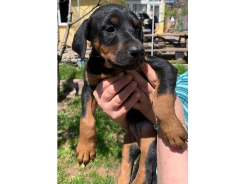 A kalite heykel gibi doberman yavrular