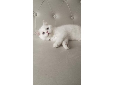 British shorthair golden cy ve ay yavrularım karşınızda