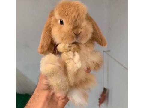 Hollanda lop yavru tavşan