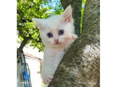 2 aylık british shorthair