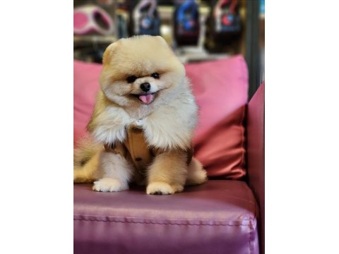 Türkiyedeki en basık burunlu tam ayı surat pomeranian