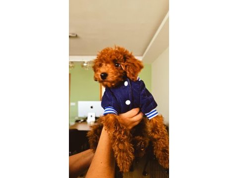 2,5 aylık toy poodle yavrumuz bambi sahibini arıyor!