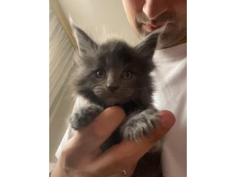 Dev xxxl kan maine coon yavrular