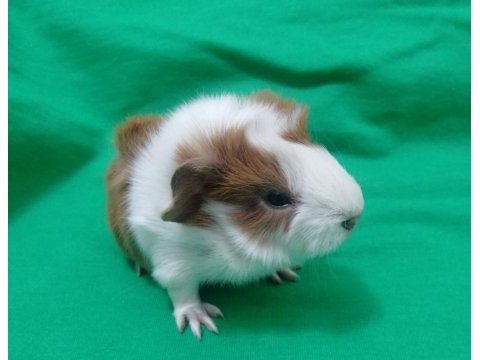 Özel besledigim ginepig yavru