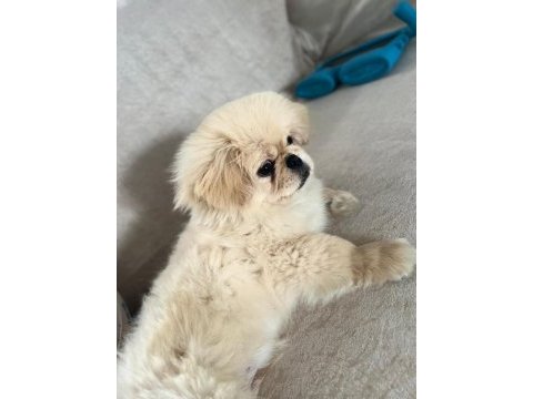 Acil satılık köpeğimiz