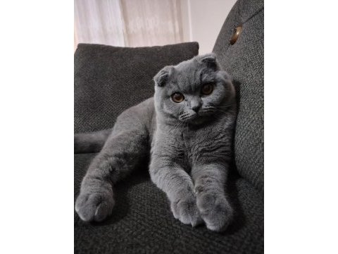 Scottish fold oğlumuz duman için eş arıyoruz