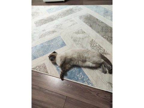 Scottish fold blue point 9 aylık dişi
