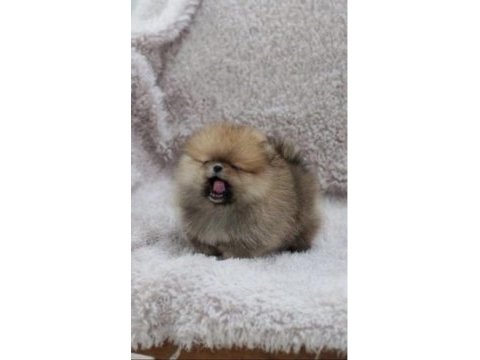 Ev ortamında büyüyen pomeranian yavruları