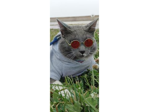 Russian blue kedimiz barut yeni yuva arıyor ücretsiz
