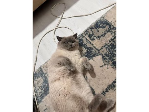 Blue point british shorthair