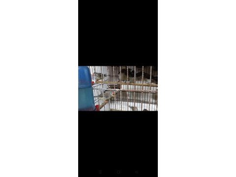 Bengal ve zebra ispinozu kuşlar sağlıklı