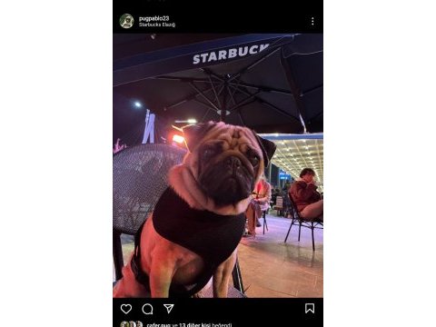 Tuvalet eğitimli çok akıllı pug deprem bölgesinden