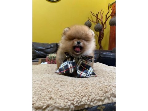 Pomeranian boo yavrular