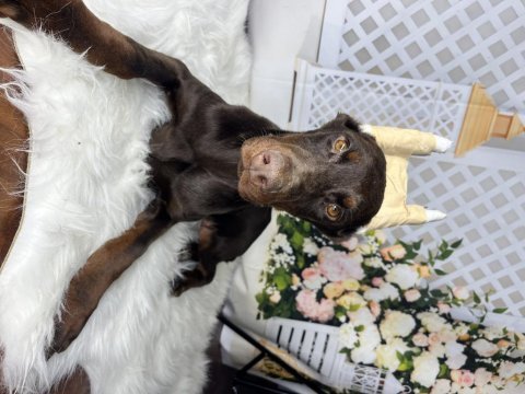 Operasyonlu asil doberman kanlar