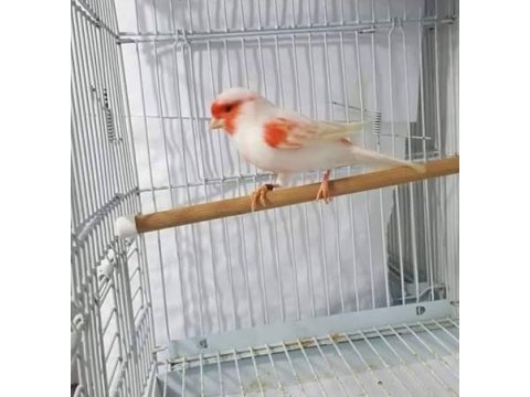 Üst düzey almozaik kuşlar