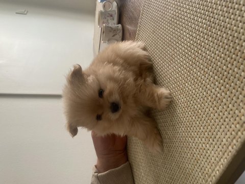 Pomeranian boo