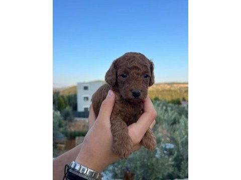 Mınyatür safkan saglık ve ırk garantılı toy poodle yavrular
