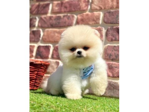 Safkan pomeranian yavrular