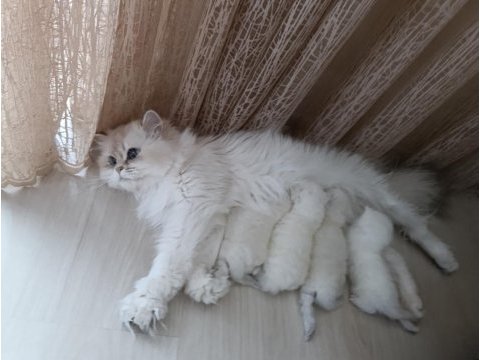 Anne baba full şecereli olup british shorthair yavrular