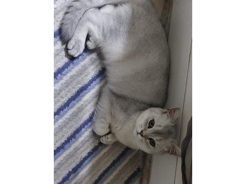 Çok uysal bir kedi acil yuva aroıyorum