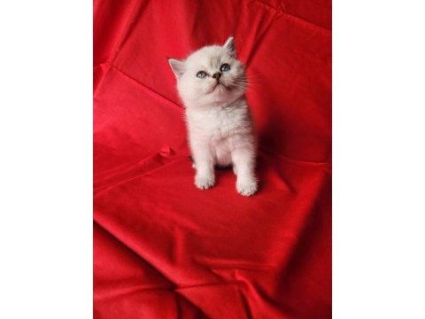 Scottish straight ve fold