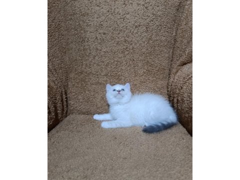 British shorthair silver point kızımız