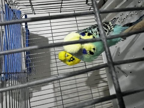Şarjım jumbo takım ve yerli takım muhabbet kuşu